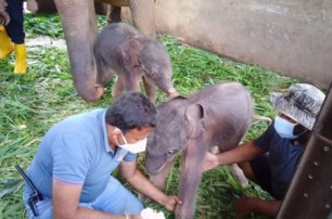 На Шри-Ланке впервые за 80 лет родились слонята-близнецы