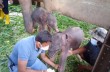 На Шри-Ланке впервые за 80 лет родились слонята-близнецы