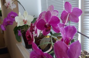 Как выращивать орхидеи дома
